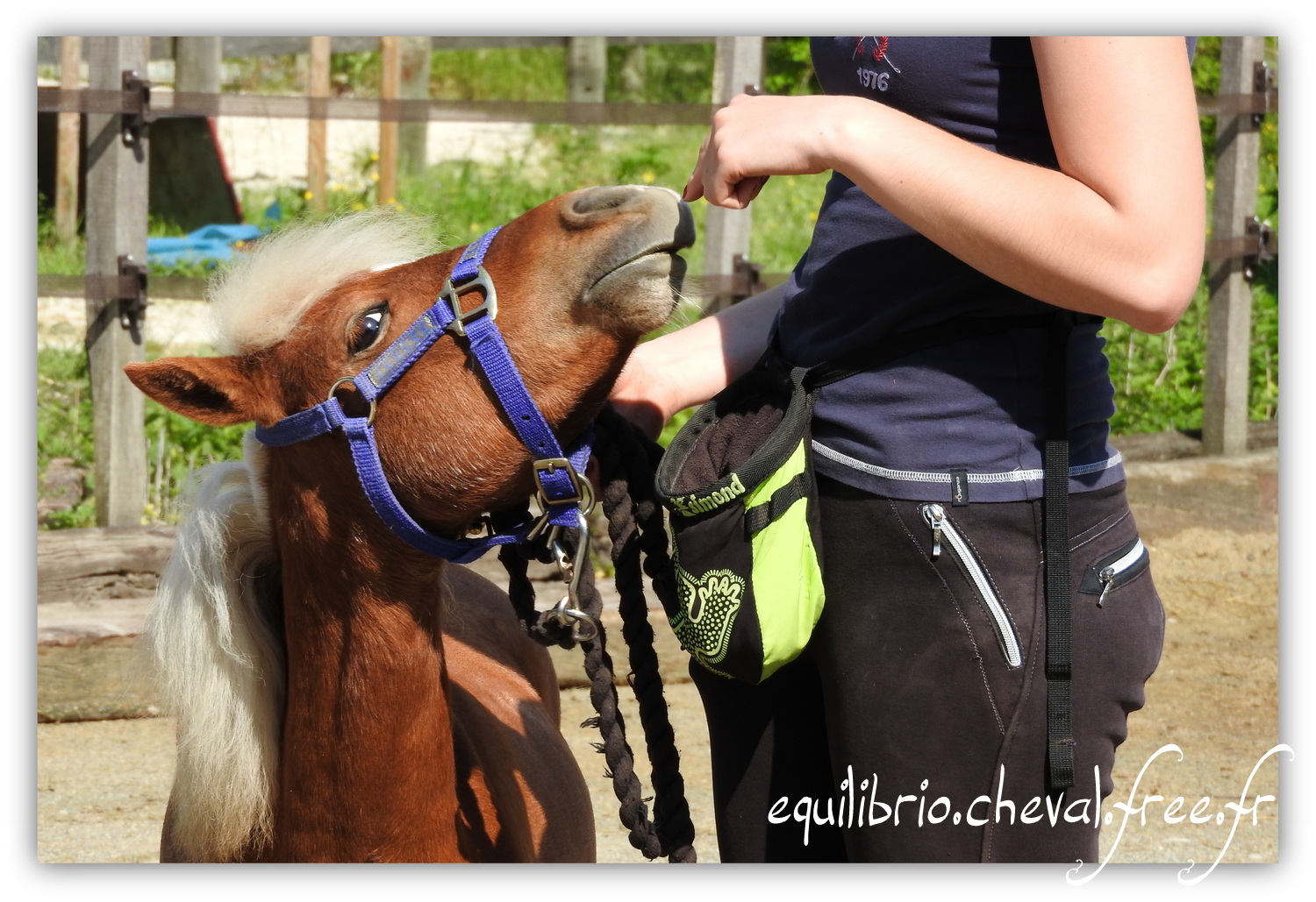 Equilibrio - Haras du Souzan -  Mai 2019 - Stage Travail en longe et Cirque avec Olivier Finet - SPARKLING MH ILANDRYEL, Miniature Américain et Melissa