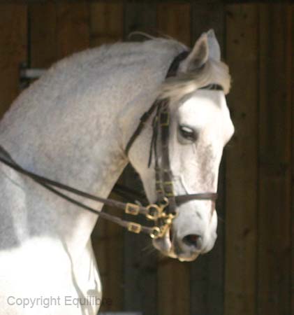 tête Erhale au galop